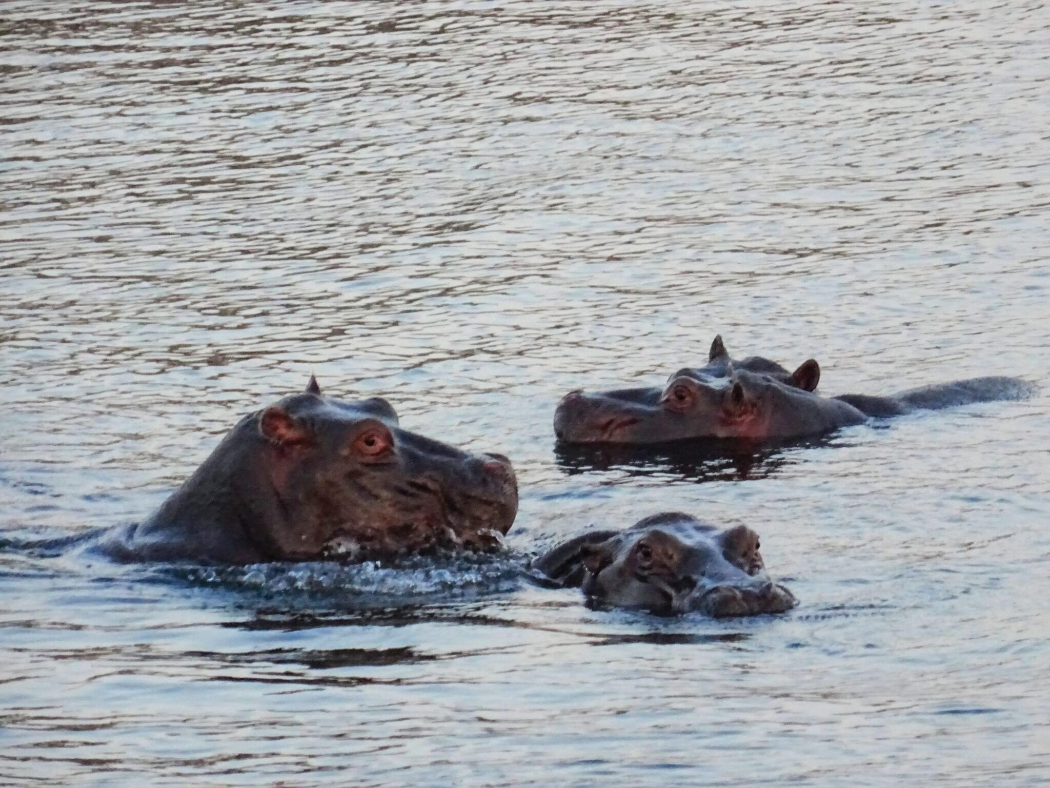 hippos_water.jpg