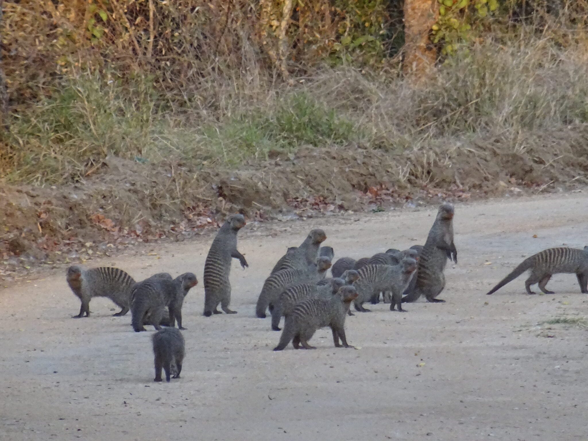 mongooses.jpg