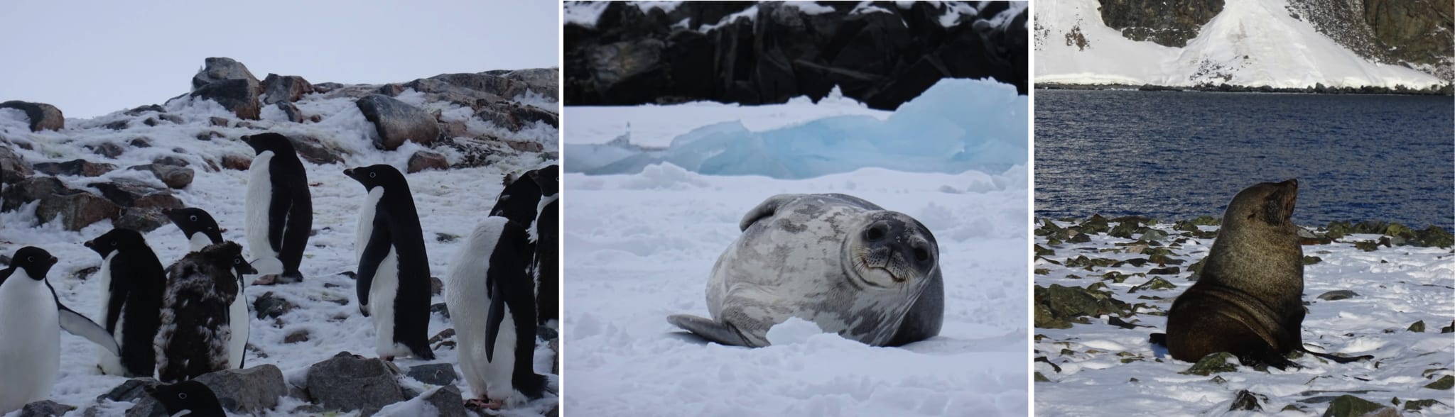 wildlife-2048x588.png
