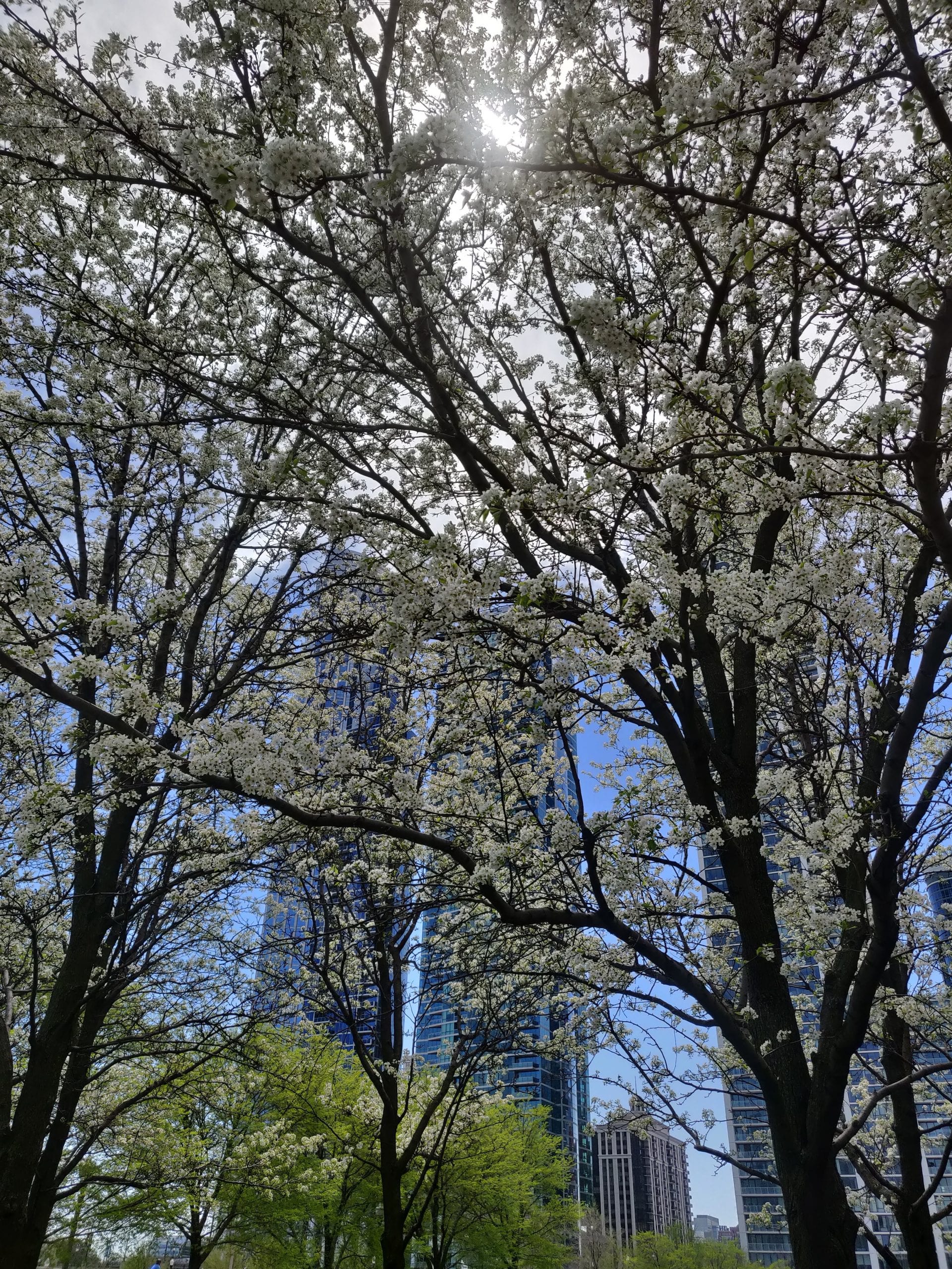 flowers.jpg