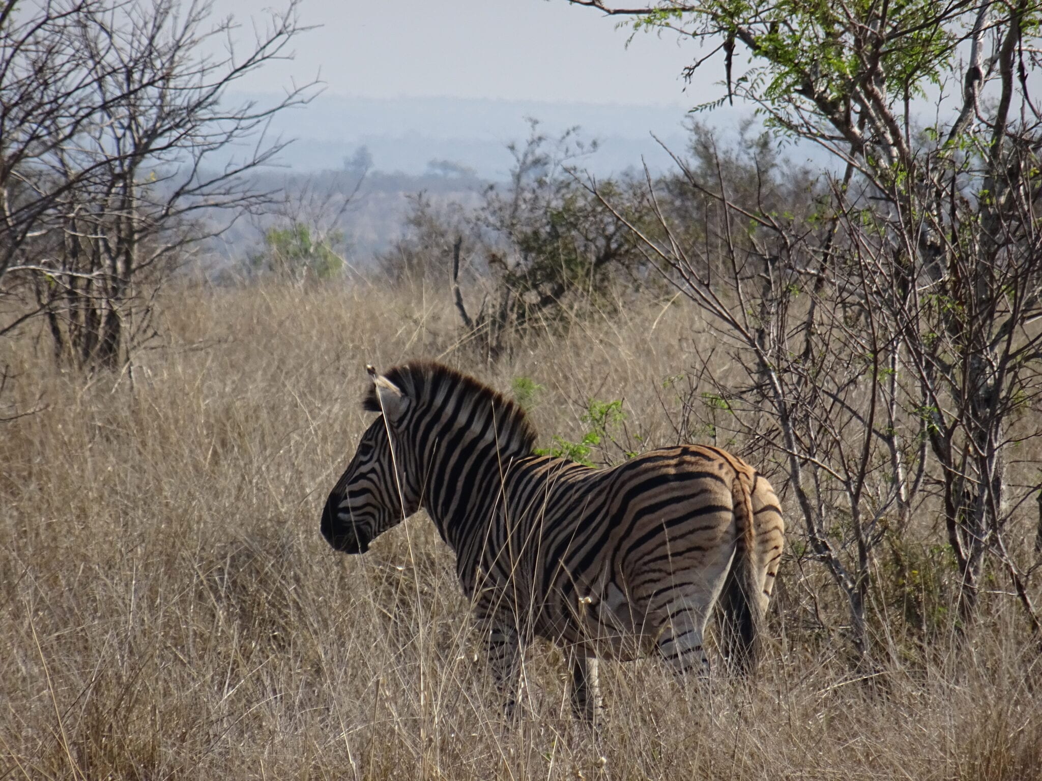 zebras.jpg