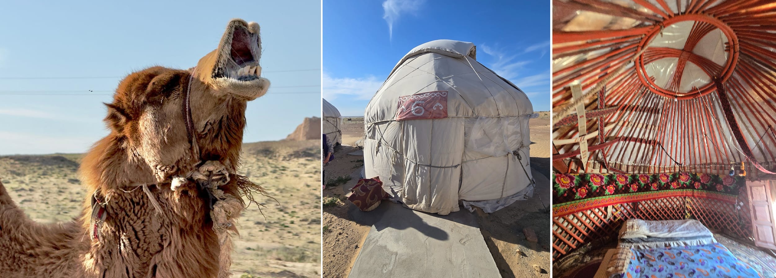 ayaz_khala_camel.png