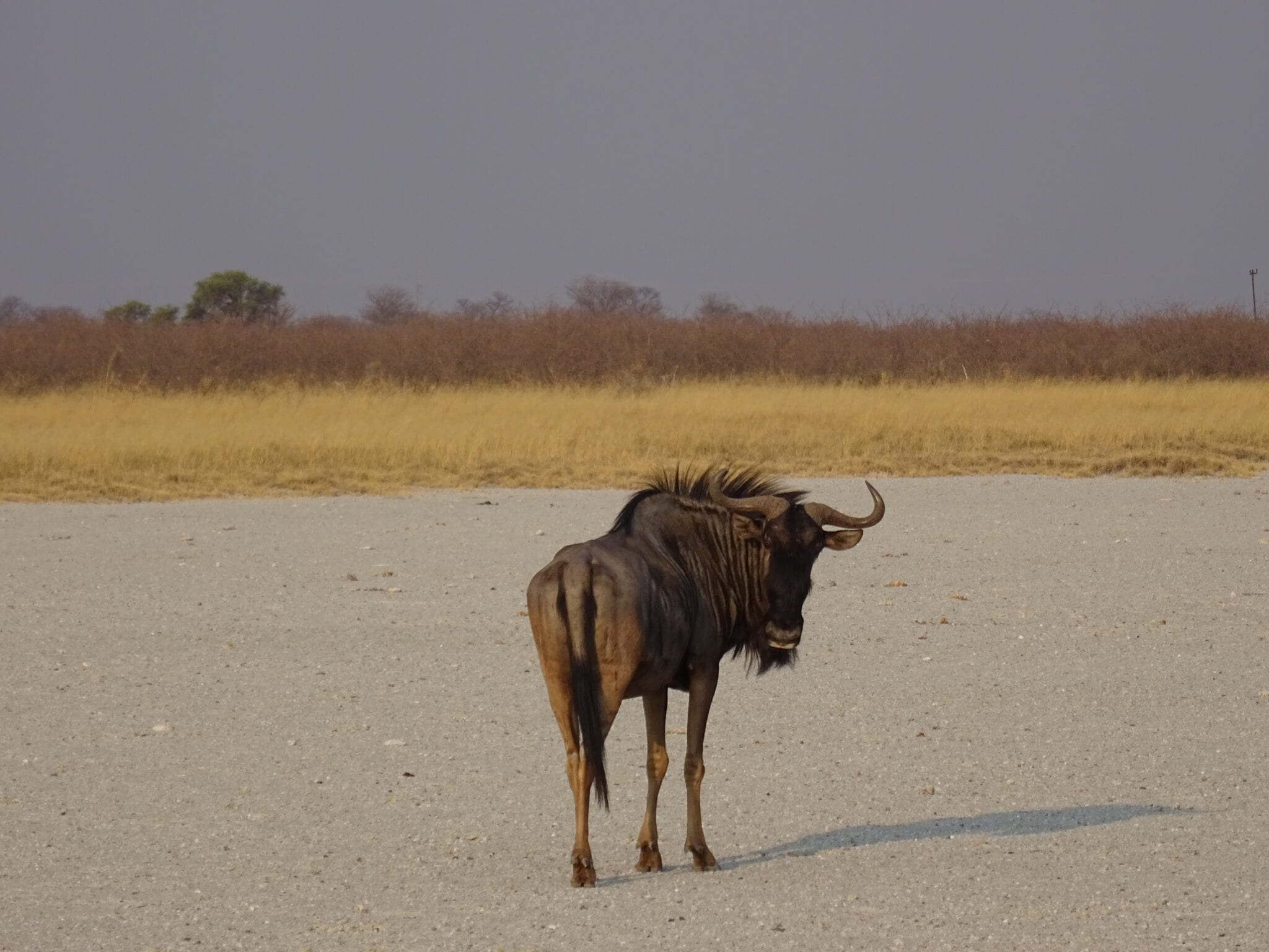 wildebeest.jpg