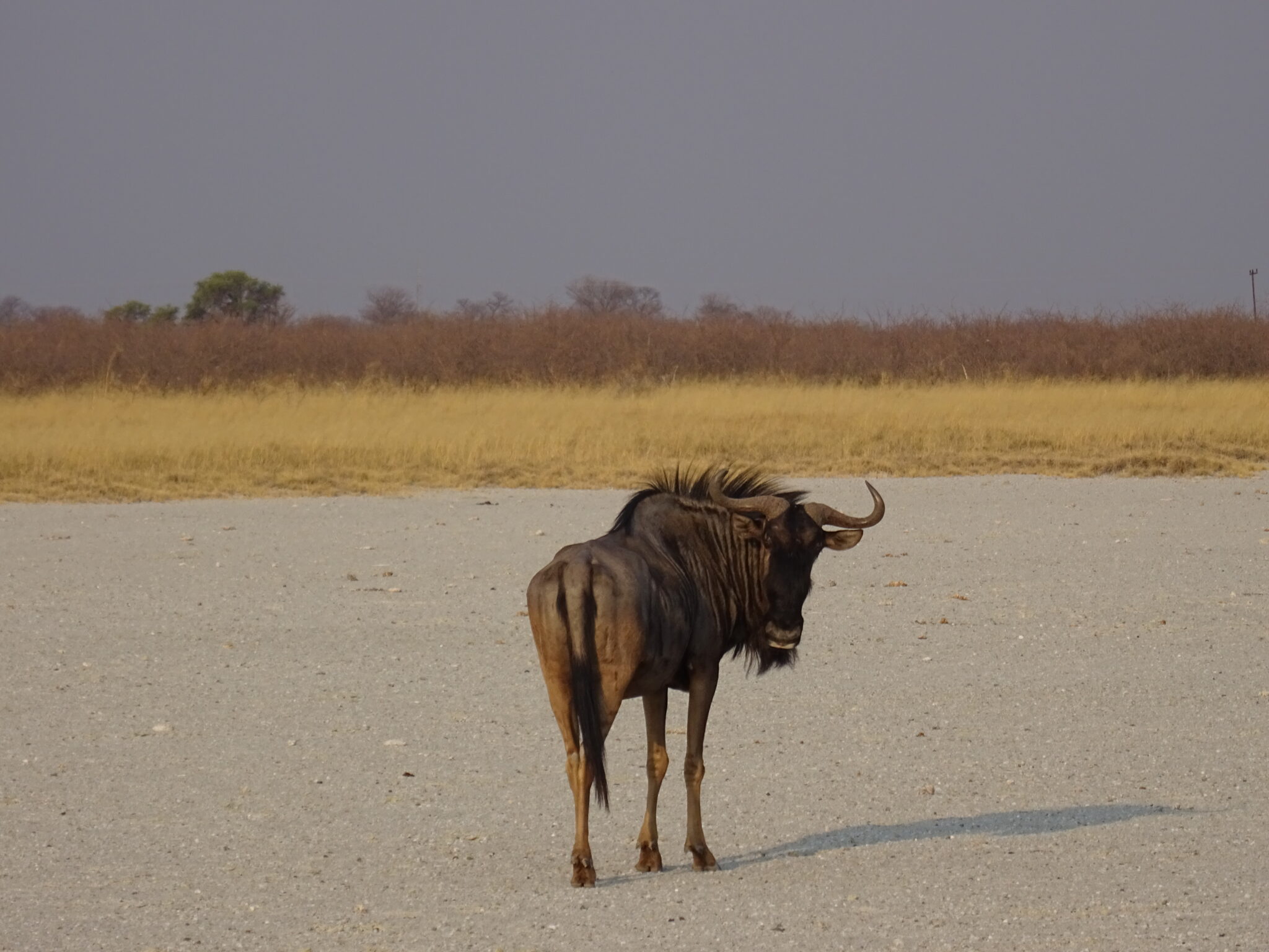 wildebeest.jpg