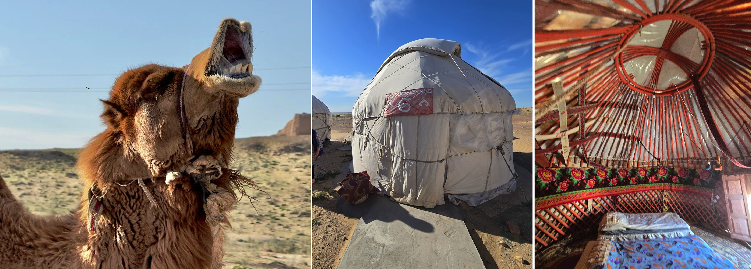 ayaz_khala_camel.png