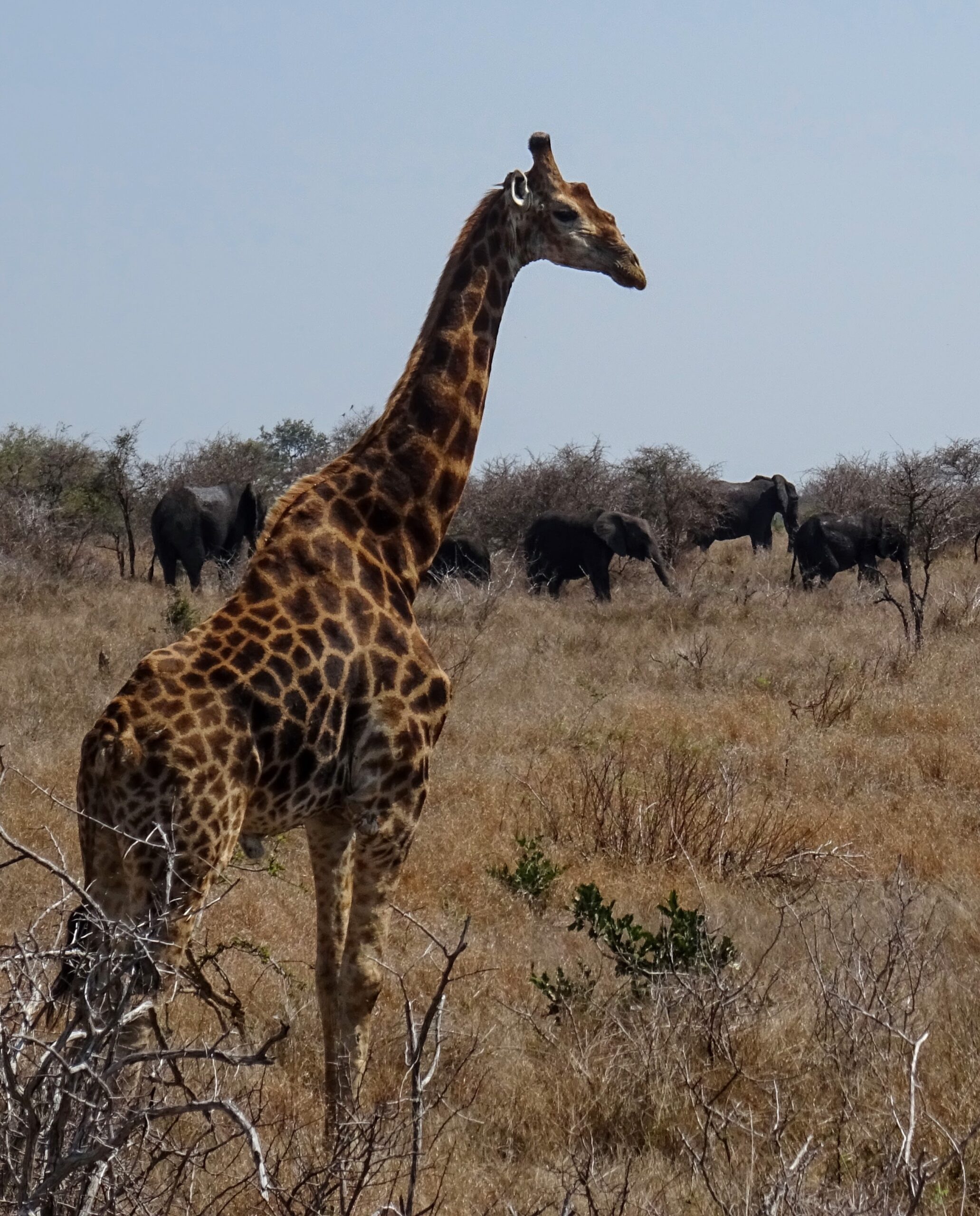 Safari & sites through southern Africa